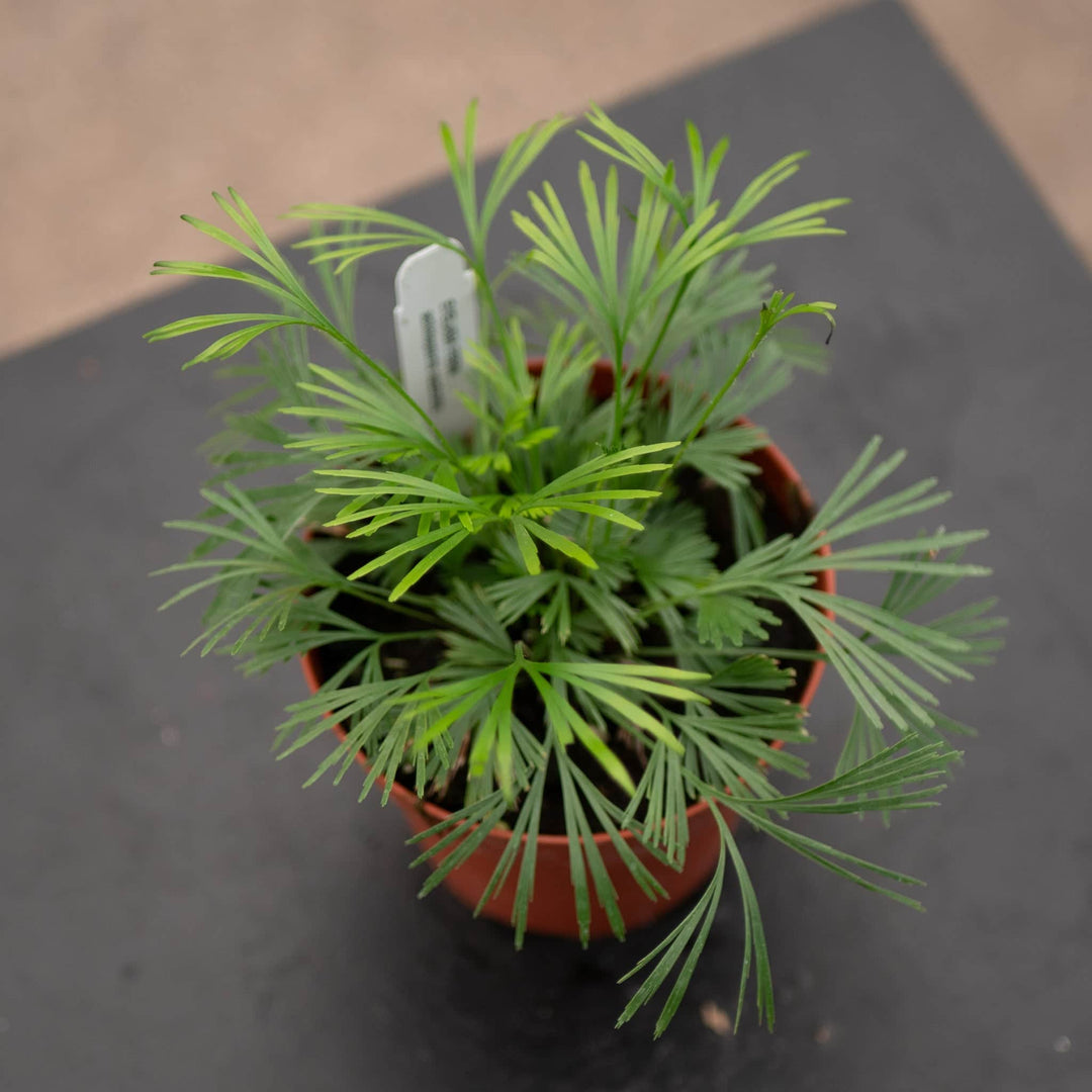 Gabriella Plants Fern 4" Fern Actiniopteris australis "Eyelash Fern"