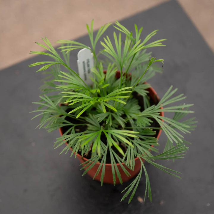 Gabriella Plants Fern 4" Fern Actiniopteris australis "Eyelash Fern"