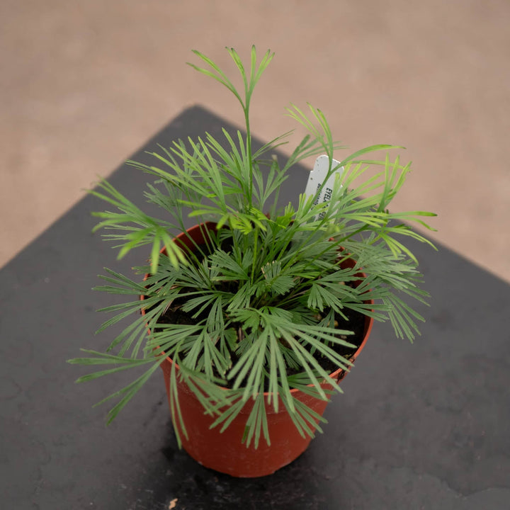 Gabriella Plants Fern 4" Fern Actiniopteris australis "Eyelash Fern"