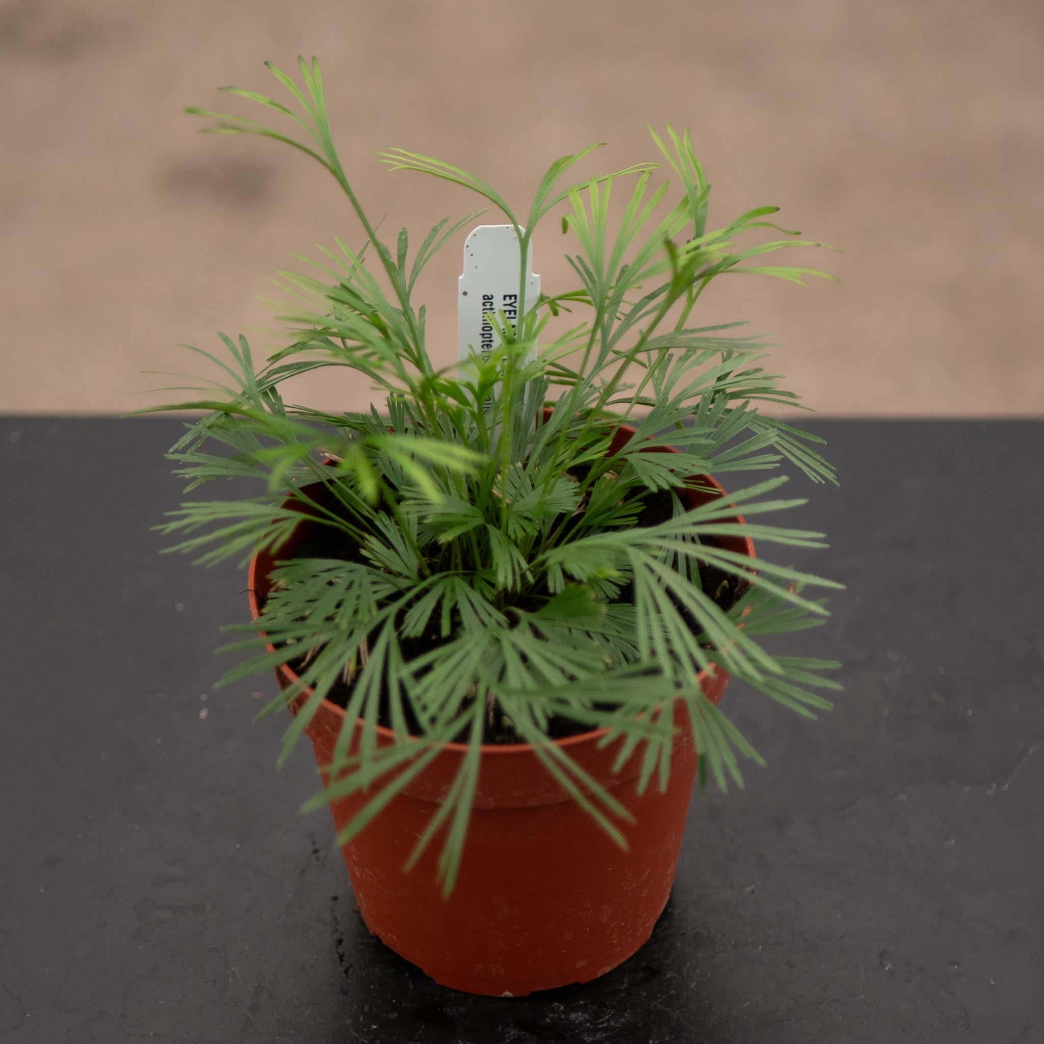 Fern Actiniopteris australis "Eyelash Fern"