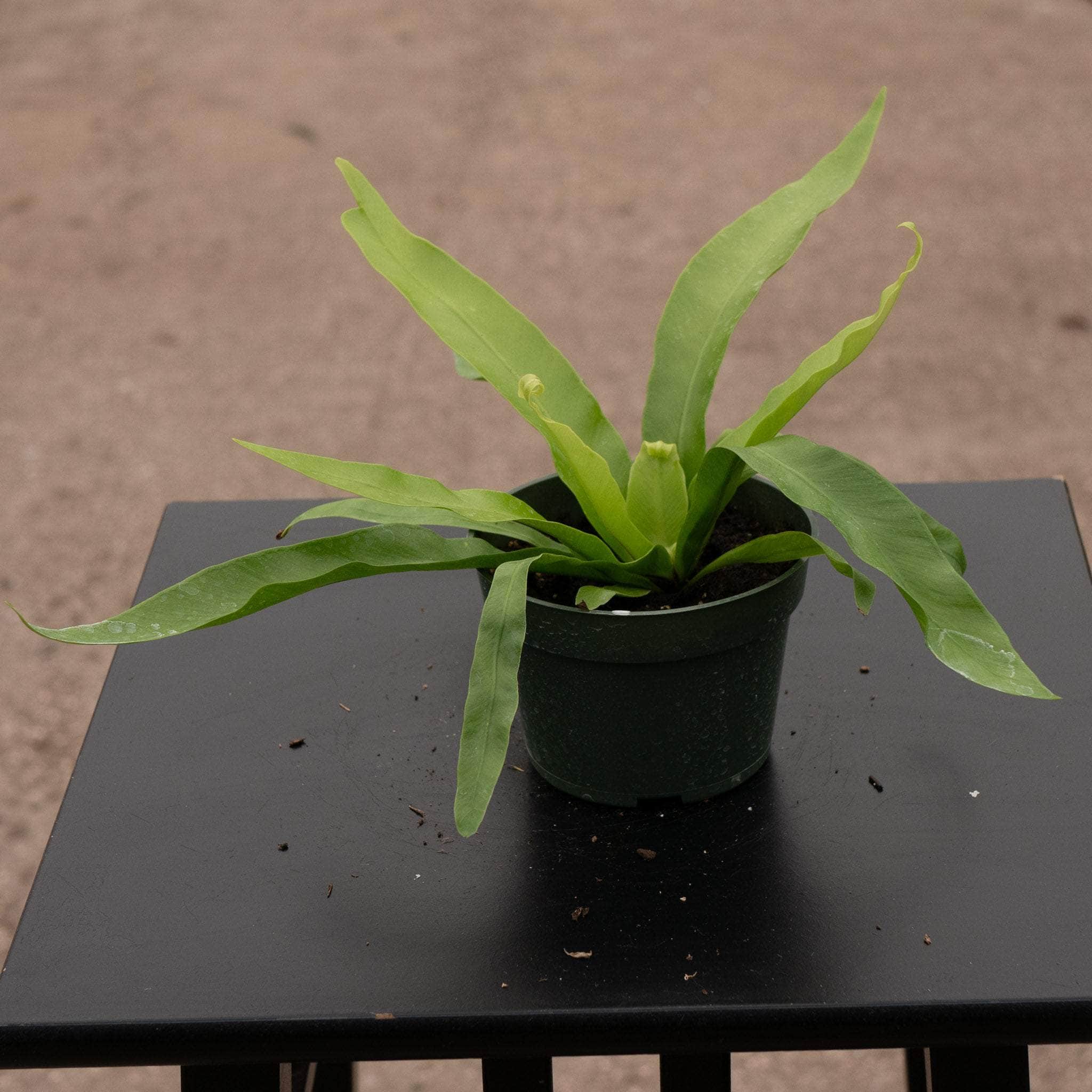 japanese bird's nest fern safe for cats Fern Asplenium antiquum 'Japanese Bird's Nest'