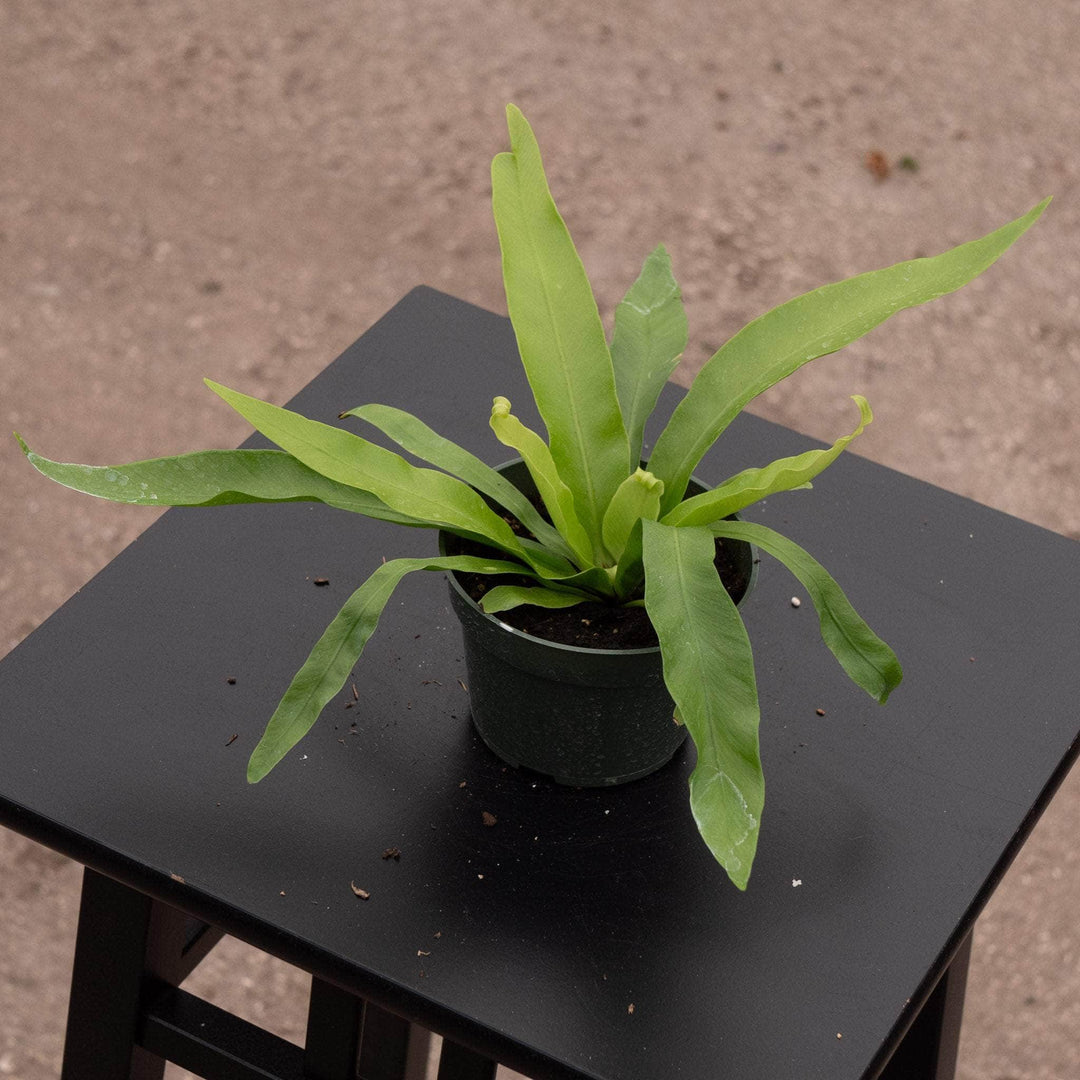 birds nest fern cost Fern Asplenium antiquum 'Japanese Bird's Nest'