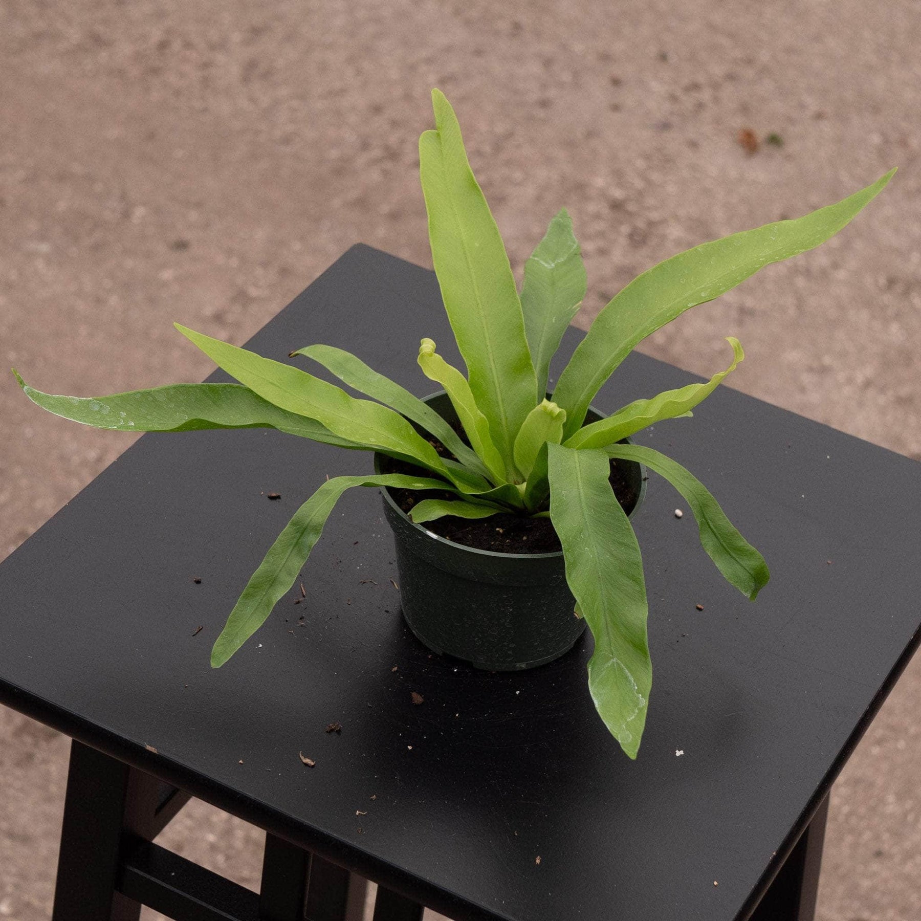bird's nest fern price Fern Asplenium antiquum 'Japanese Bird's Nest'