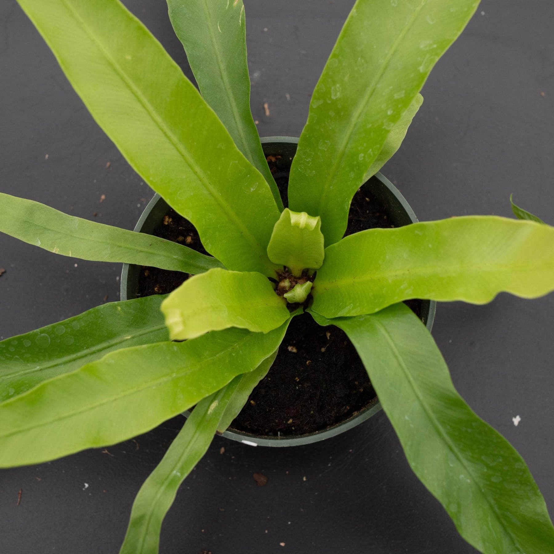 japanese bird nest fern Fern Asplenium antiquum 'Japanese Bird's Nest'
