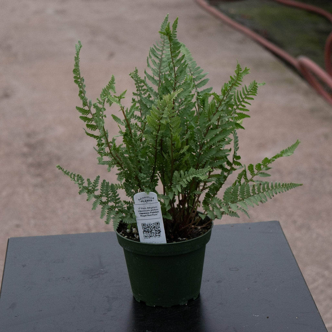 Gabriella Plants Fern 4" Fern Athyrium niponicum pictum 'Japanese Painted Regal Red Fern'