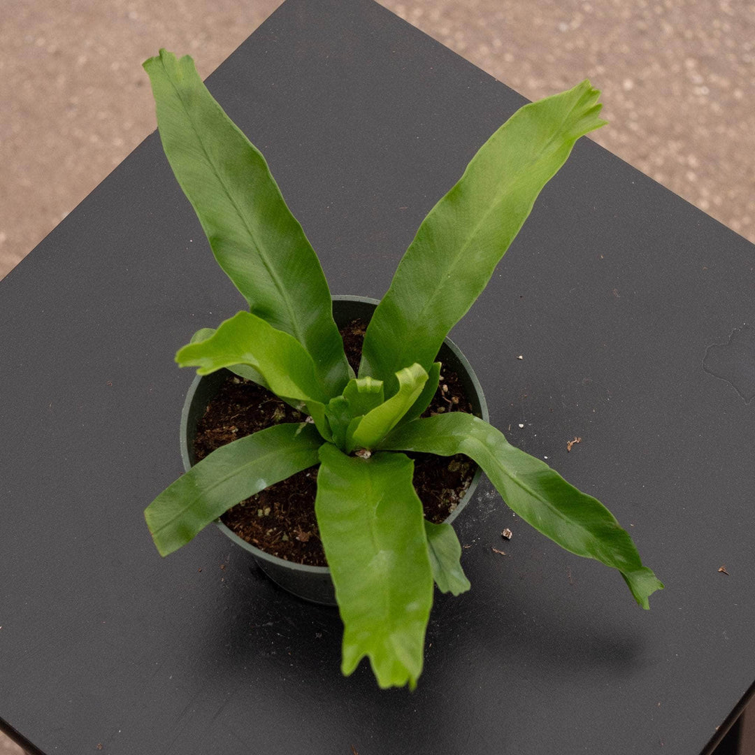 crissie bird nest fern Fern Bird's Nest Asplenium antiquum 'Crissie'