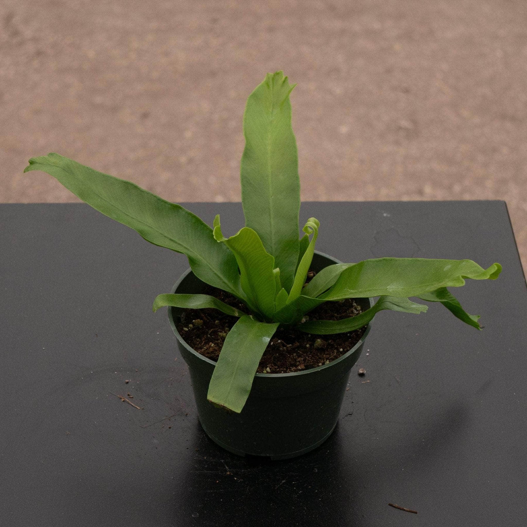 white spots on birds nest fern Fern Bird's Nest Asplenium antiquum 'Crissie'