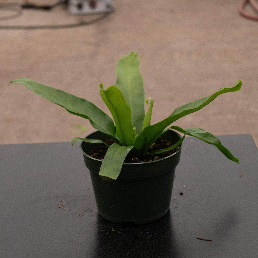 crissie birds nest fern care Fern Bird's Nest Asplenium antiquum 'Crissie'