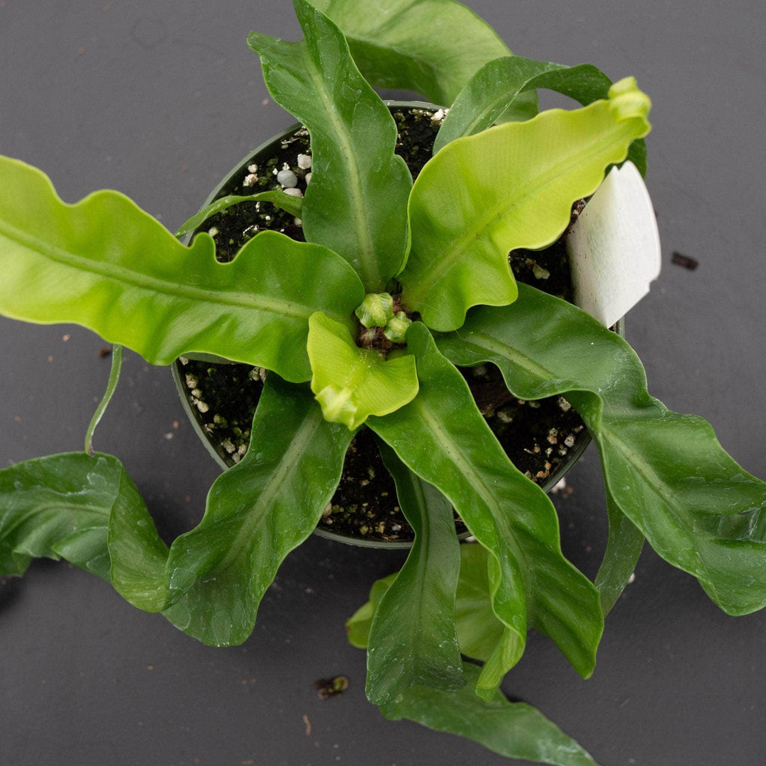 birdsnest philodendron Fern Bird's Nest Asplenium antiquum 'Hurricane'