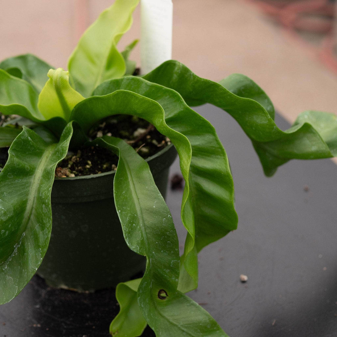 birds nest fern hurricane Fern Bird's Nest Asplenium antiquum 'Hurricane'