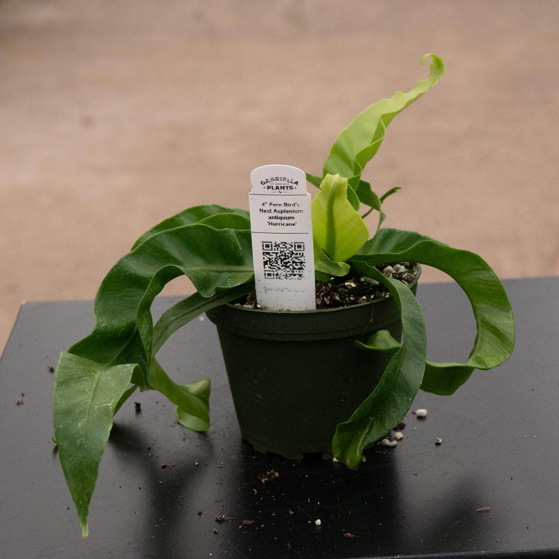 birds nest fern hurricane Fern Bird's Nest Asplenium antiquum 'Hurricane'