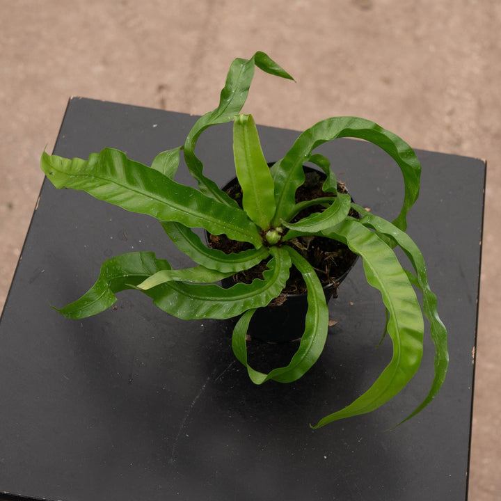 Gabriella Plants Fern 4" Fern Bird&