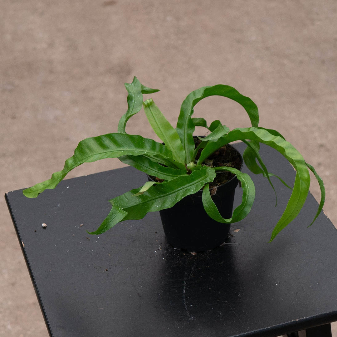 Gabriella Plants Fern 4" Fern Bird&