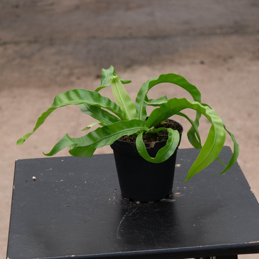 Gabriella Plants Fern 4" Fern Bird's Nest Asplenium antiquum 'Hurricane'