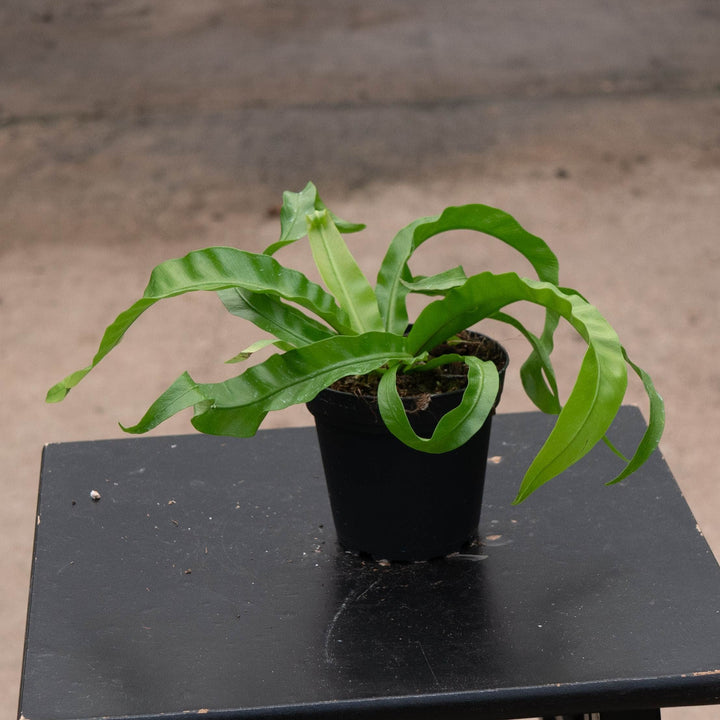 Gabriella Plants Fern 4" Fern Bird&