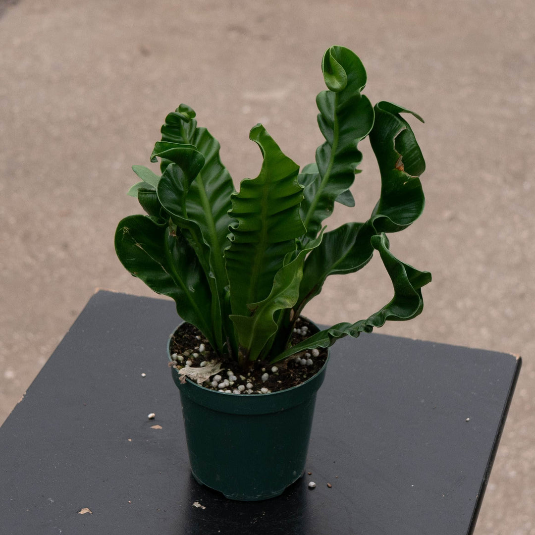 Gabriella Plants Fern 4" Fern Bird&