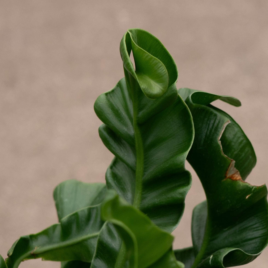 Gabriella Plants Fern 4" Fern Bird&