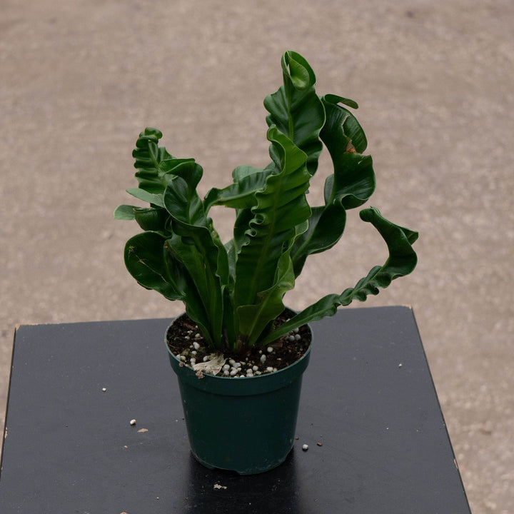 Gabriella Plants Fern 4" Fern Bird&