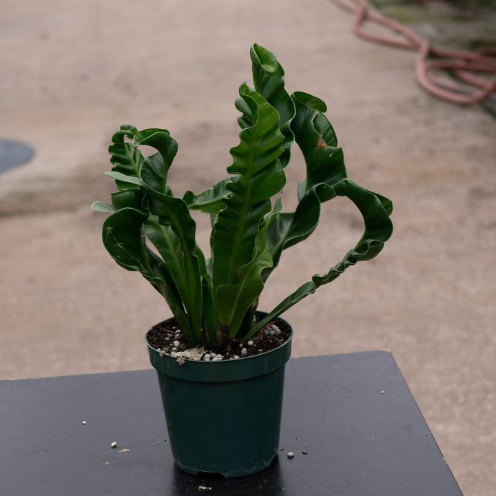 Gabriella Plants Fern 4" Fern Bird&