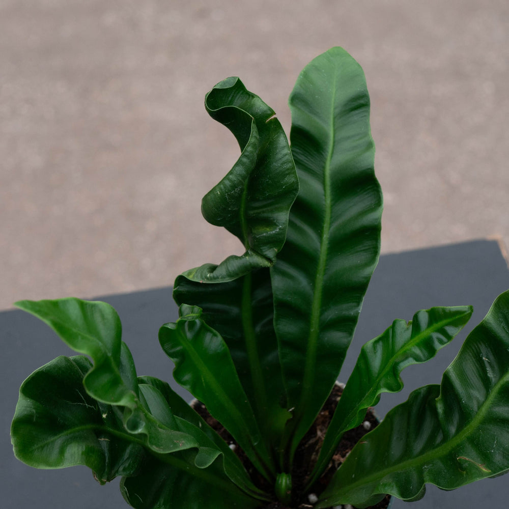 Gabriella Plants Fern 4" Fern Bird's Nest Asplenium musifolium 'Cobra'
