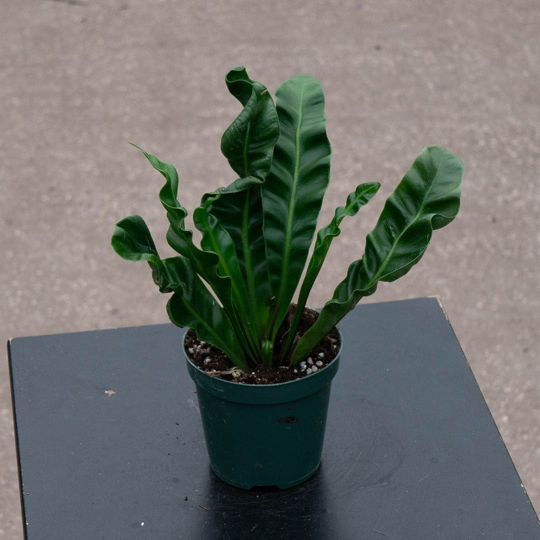 Gabriella Plants Fern 4" Fern Bird's Nest Asplenium musifolium 'Cobra'