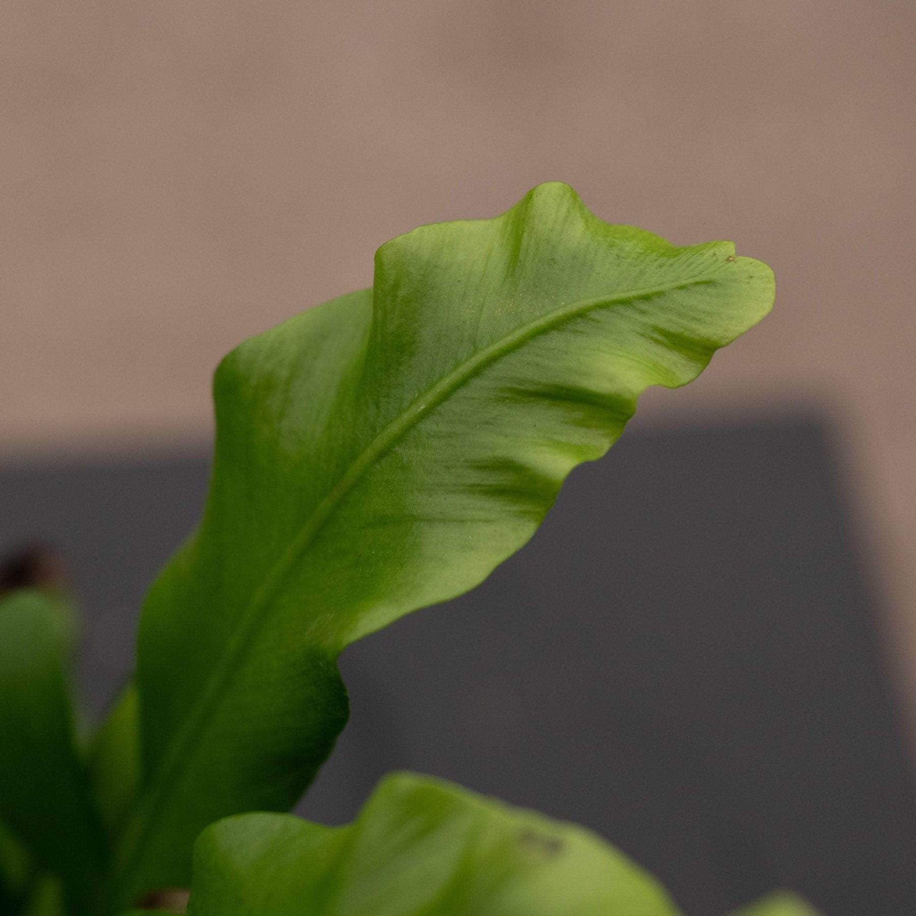 bird's nest fern browning Fern Bird's Nest Asplenium nidus 'Avis'