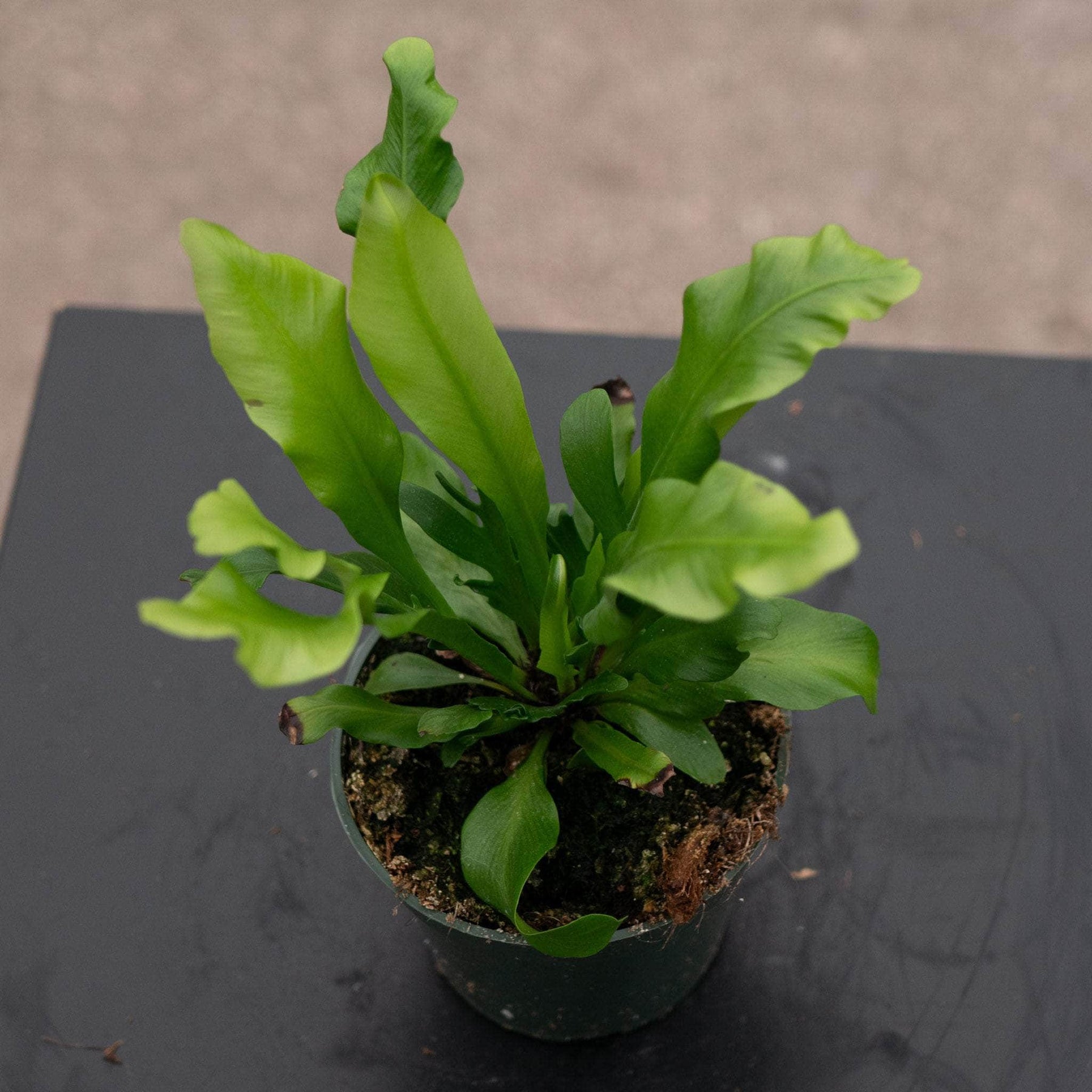 birds nest fern varieties Fern Bird's Nest Asplenium nidus 'Avis'
