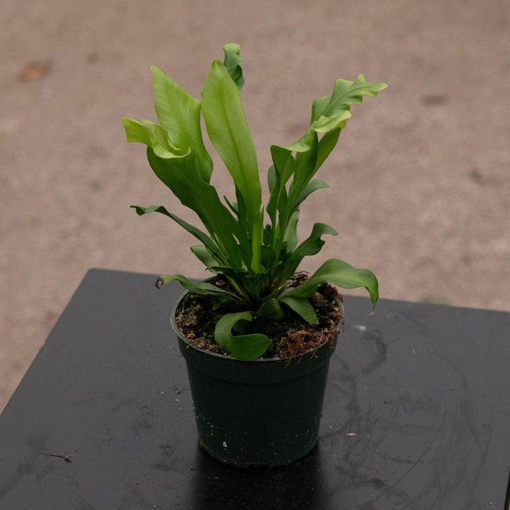 Gabriella Plants Fern 4" Fern Bird's Nest Asplenium nidus 'Avis'