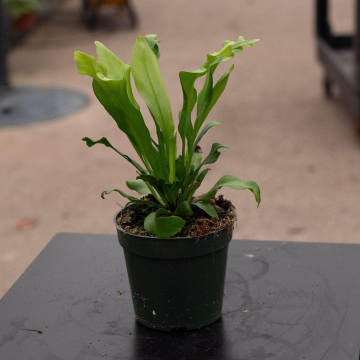 Gabriella Plants Fern 4" Fern Bird's Nest Asplenium nidus 'Avis'