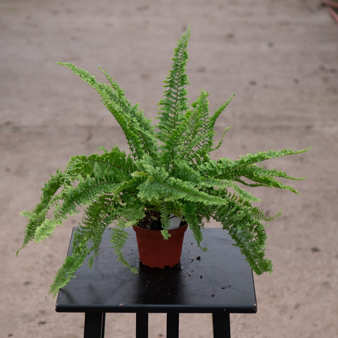 Gabriella Plants Fern 4" Fern Boston Nephrolepis exaltata 'Fluffy Ruffles'