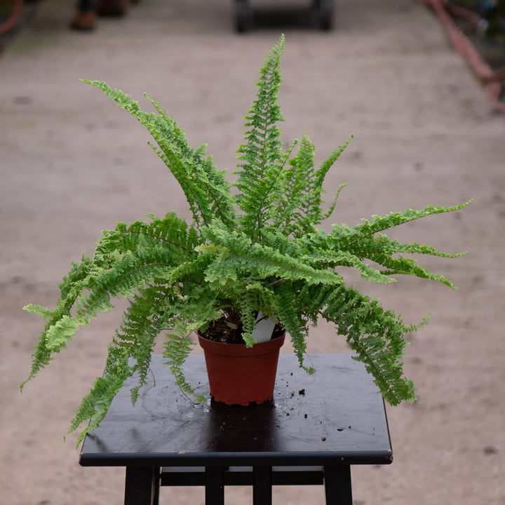 Gabriella Plants Fern 4" Fern Boston Nephrolepis exaltata 'Fluffy Ruffles'