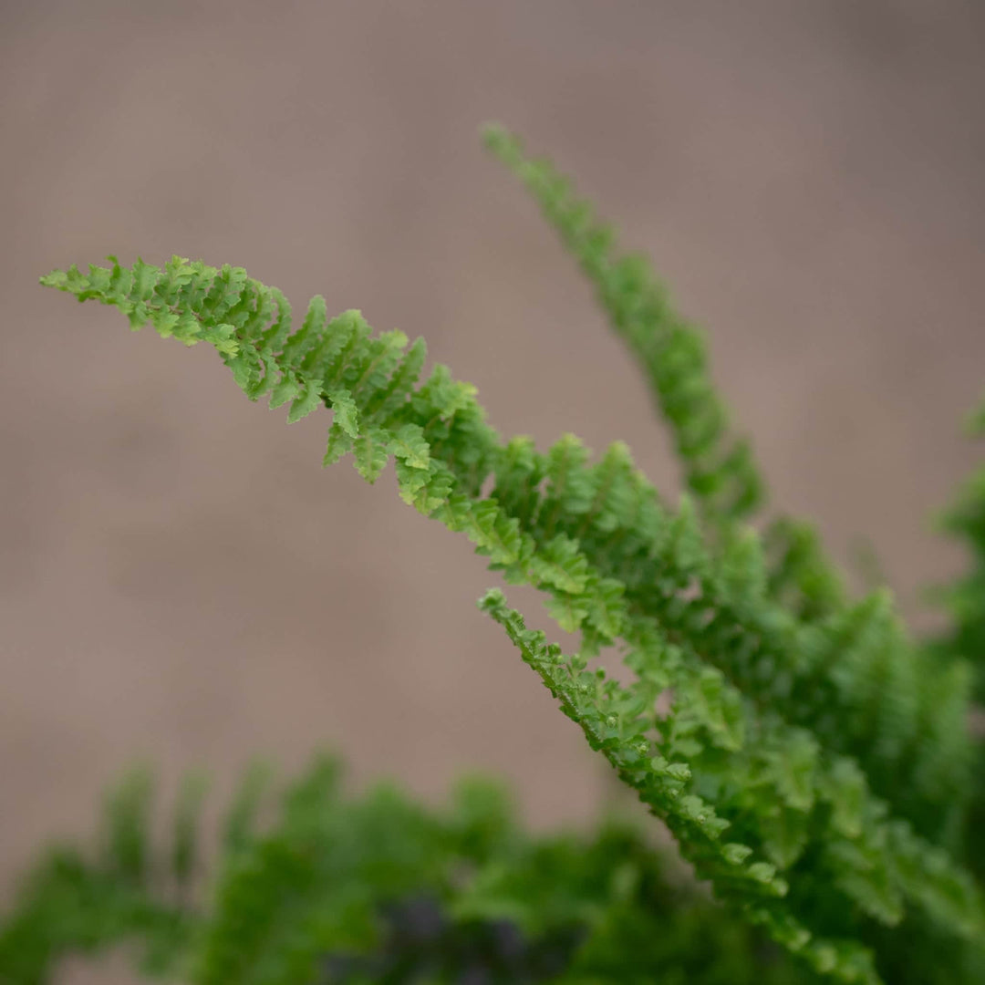Gabriella Plants Fern 4" Fern Boston Nephrolepis exaltata 'Fluffy Ruffles'