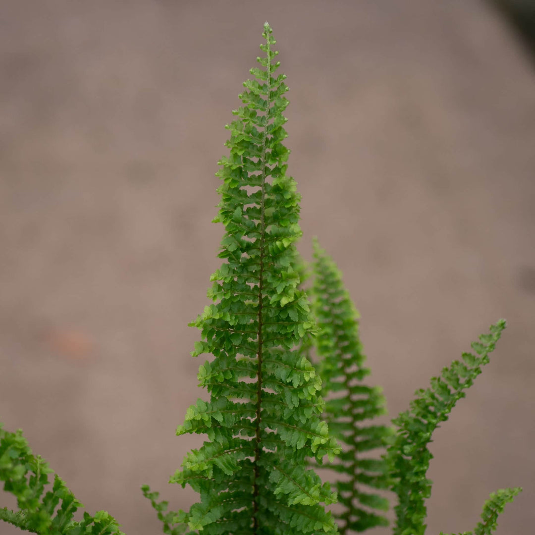 Gabriella Plants Fern 4" Fern Boston Nephrolepis exaltata 'Fluffy Ruffles'