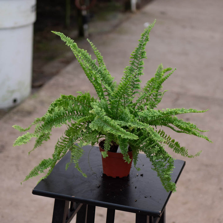 Gabriella Plants Fern 4" Fern Boston Nephrolepis exaltata 'Fluffy Ruffles'