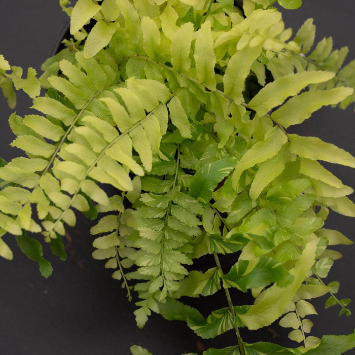 Gabriella Plants Fern 4" Fern Boston Nephrolepis exaltata 'Variegata'  "Tiger Stripe"