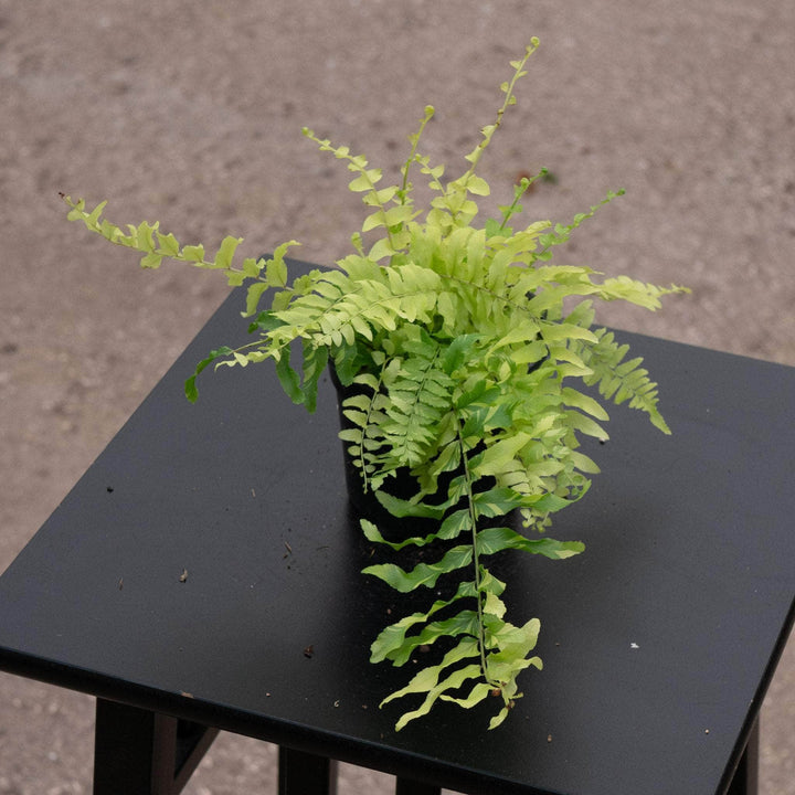 Gabriella Plants Fern 4" Fern Boston Nephrolepis exaltata 'Variegata'  "Tiger Stripe"