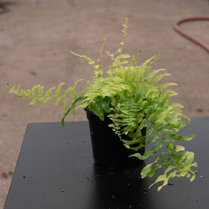 Gabriella Plants Fern 4" Fern Boston Nephrolepis exaltata 'Variegata'  "Tiger Stripe"