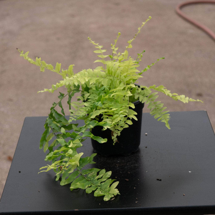 Gabriella Plants Fern 4" Fern Boston Nephrolepis exaltata 'Variegata'  "Tiger Stripe"