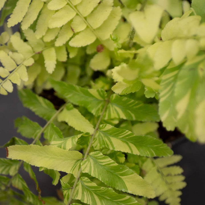 Gabriella Plants Fern 4" Fern Boston Nephrolepis exaltata 'Variegata'  "Tiger Stripe"