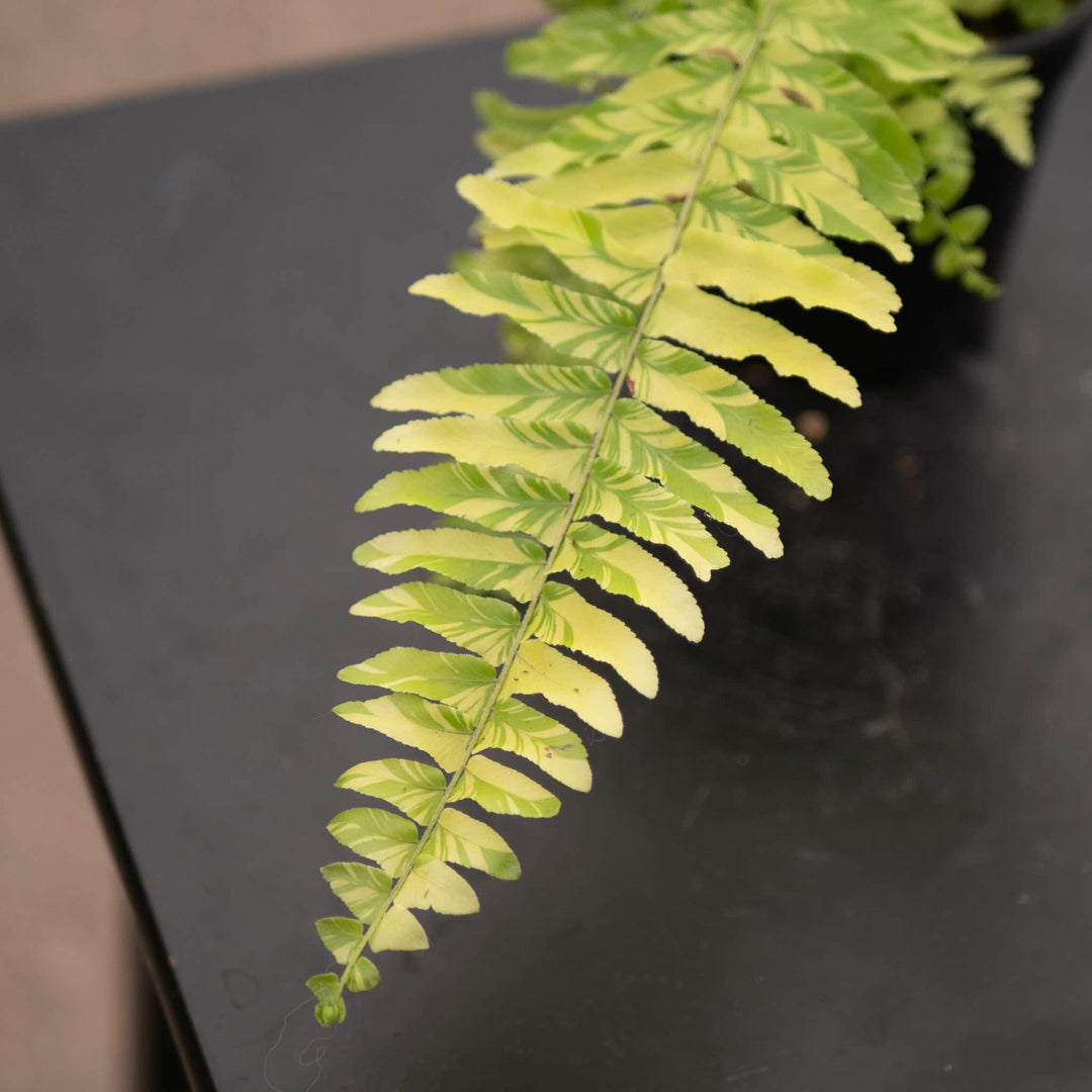 Gabriella Plants Fern 4" Fern Boston Nephrolepis exaltata 'Variegata'  "Tiger Stripe"