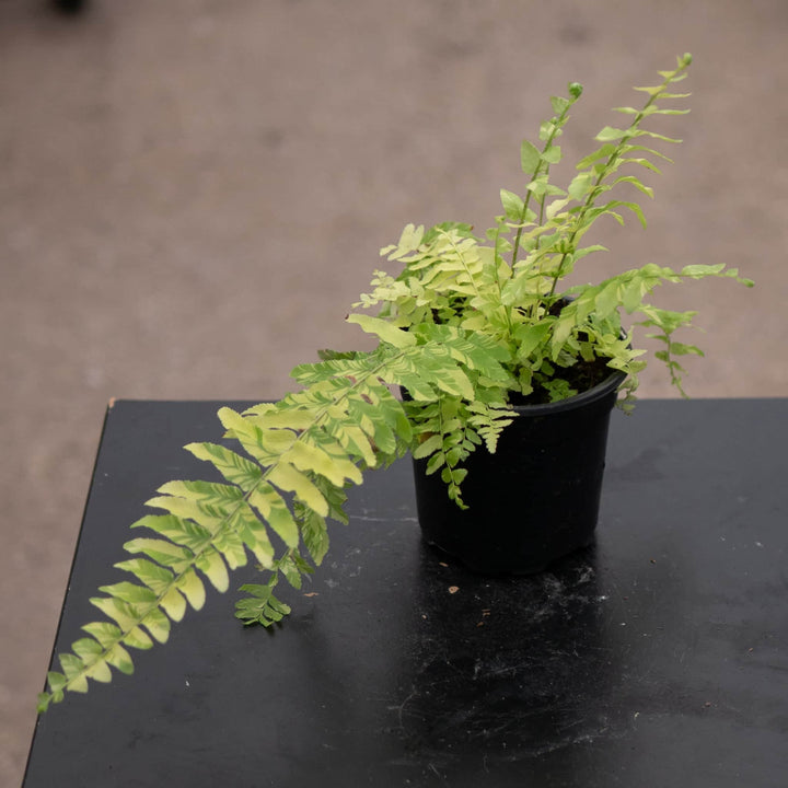 Gabriella Plants Fern 4" Fern Boston Nephrolepis exaltata 'Variegata'  "Tiger Stripe"