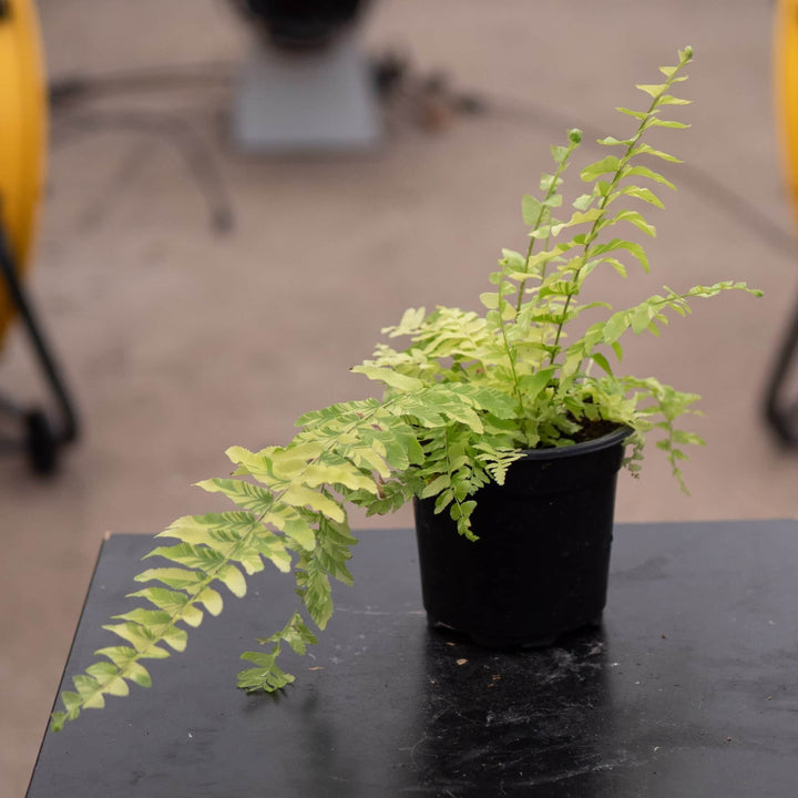 Gabriella Plants Fern 4" Fern Boston Nephrolepis exaltata 'Variegata'  "Tiger Stripe"
