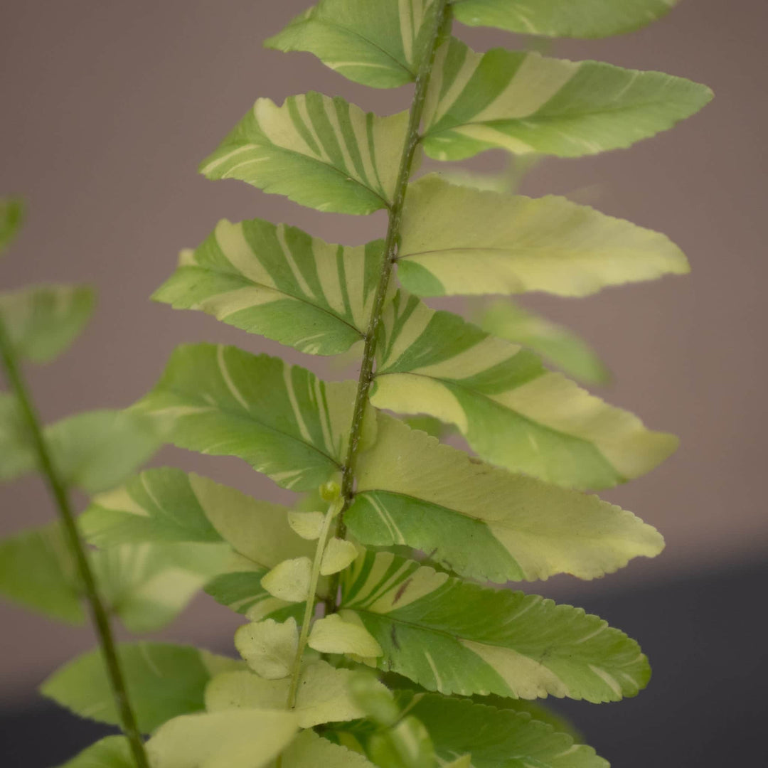 Gabriella Plants Fern 4" Fern Boston Nephrolepis exaltata 'Variegata'  "Tiger Stripe"
