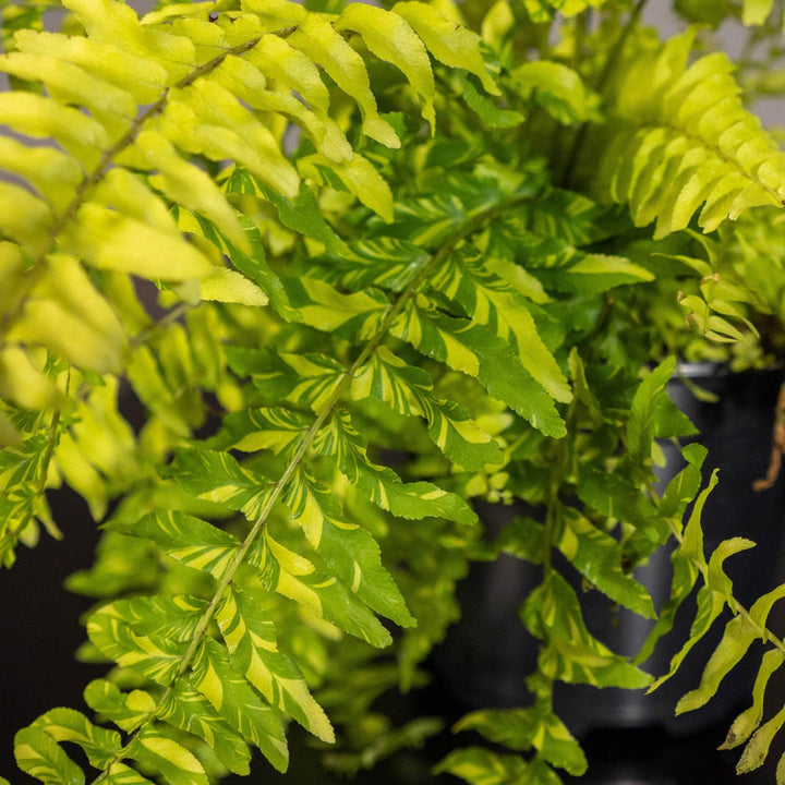 Gabriella Plants Fern 4" Fern Boston Nephrolepis exaltata 'Variegata'  "Tiger Stripe"