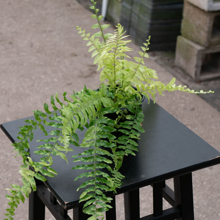 Gabriella Plants Fern 4" Fern Boston Nephrolepis exaltata variegated "Tiger Stripe"