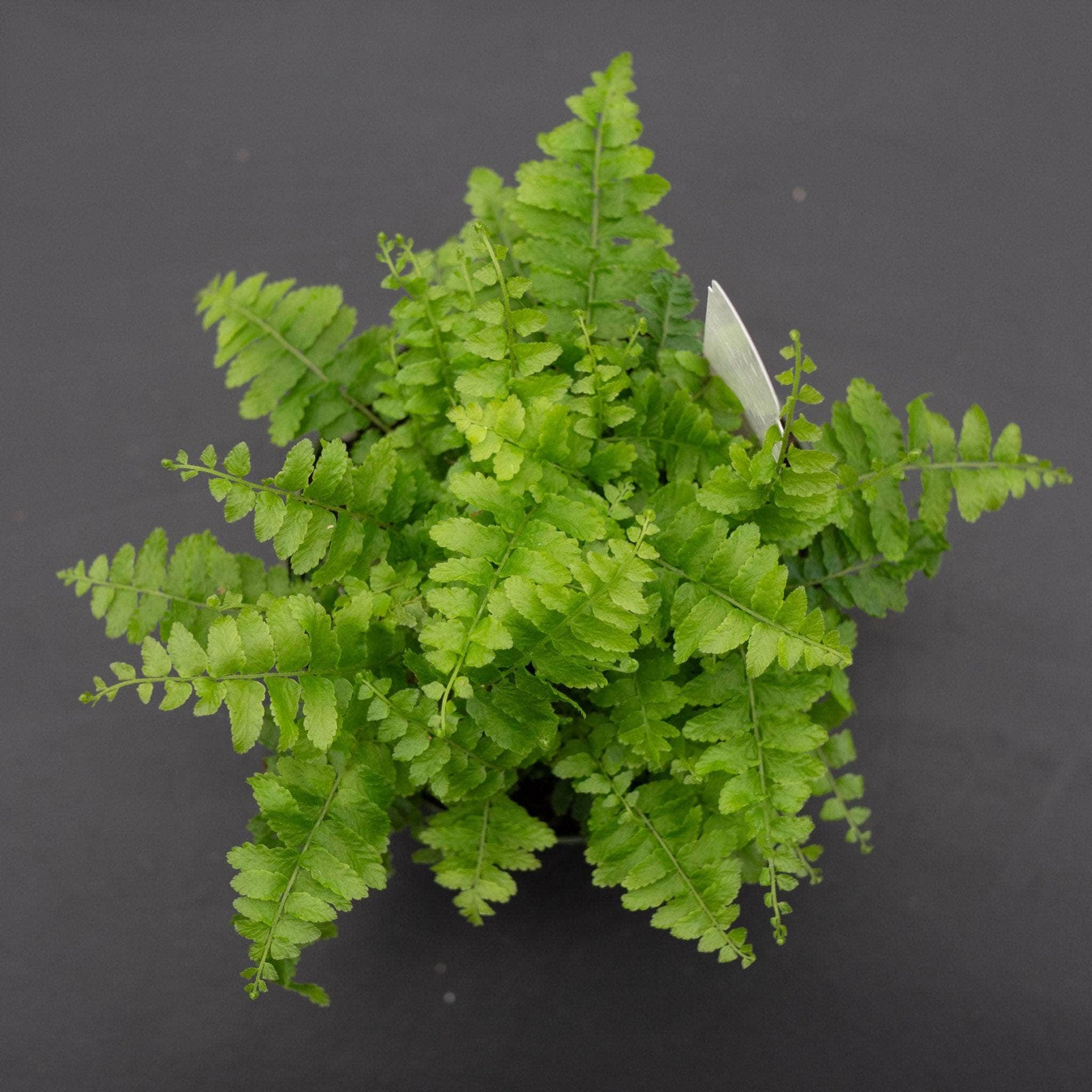 Boston Compacta Roots Fern Boston Nephrolepsis exaltata 'Compacta' – Gabriella Plants