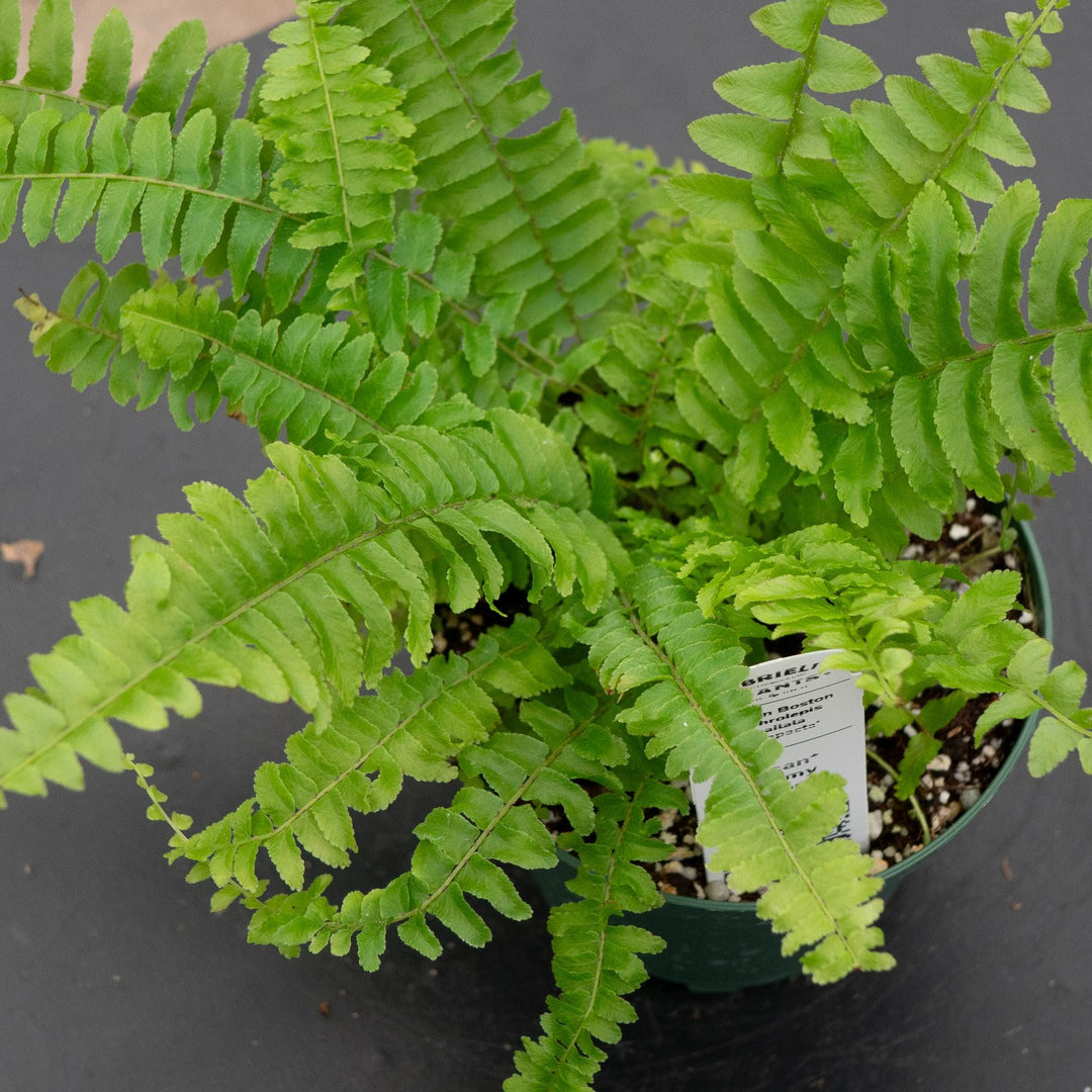 Gabriella Plants Fern 4 Fern Boston Nephrolepsis exaltata &