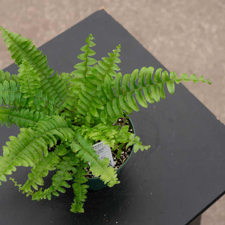 Gabriella Plants Fern 4 Fern Boston Nephrolepsis exaltata &