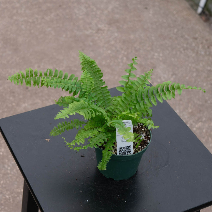 Gabriella Plants Fern 4 Fern Boston Nephrolepsis exaltata &