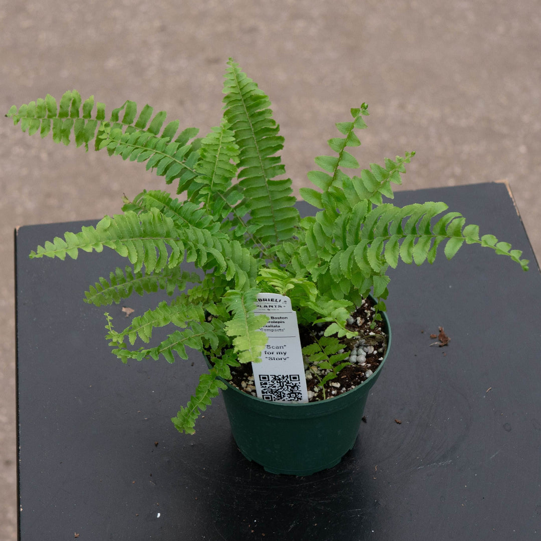 Gabriella Plants Fern 4 Fern Boston Nephrolepsis exaltata &